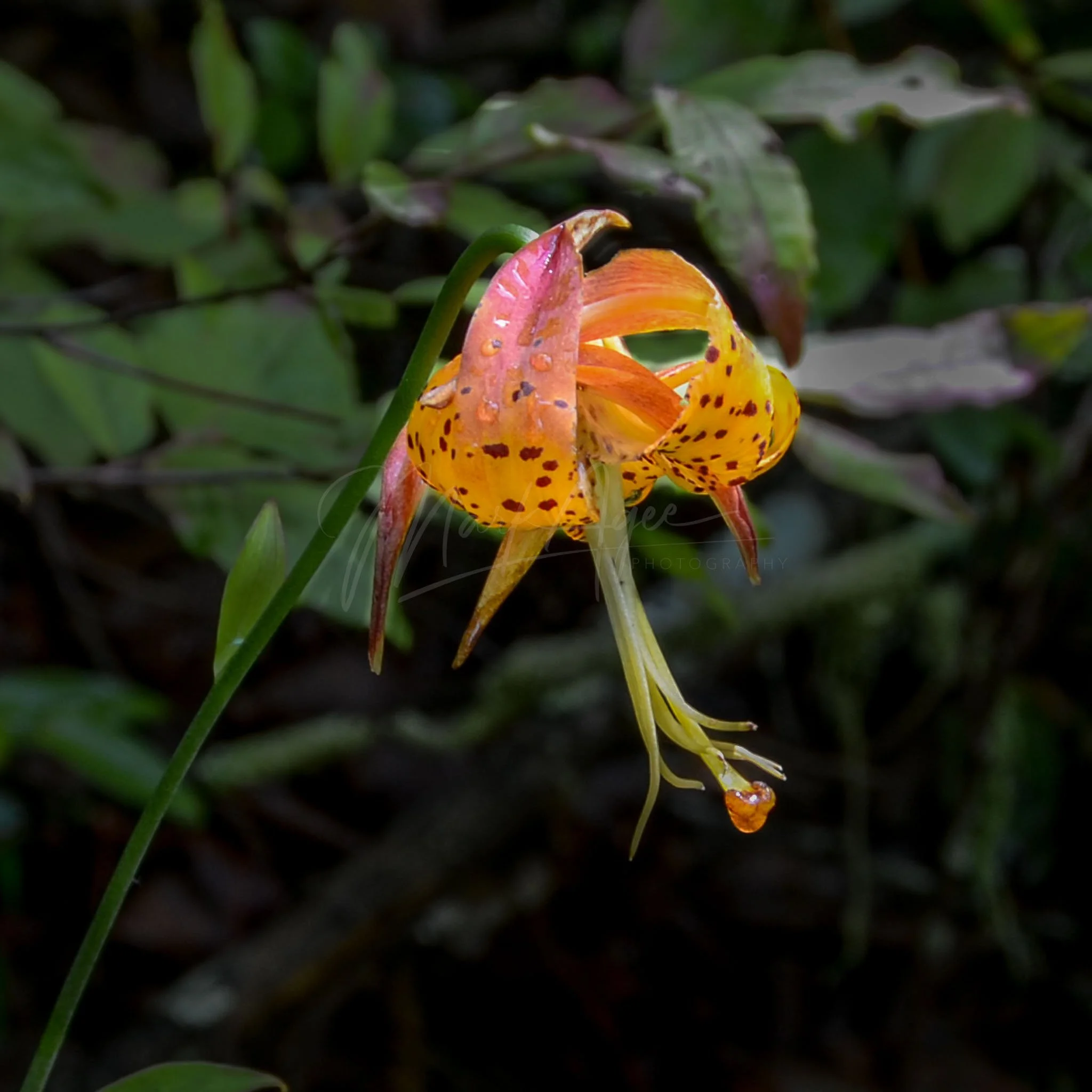 Carolina Lily