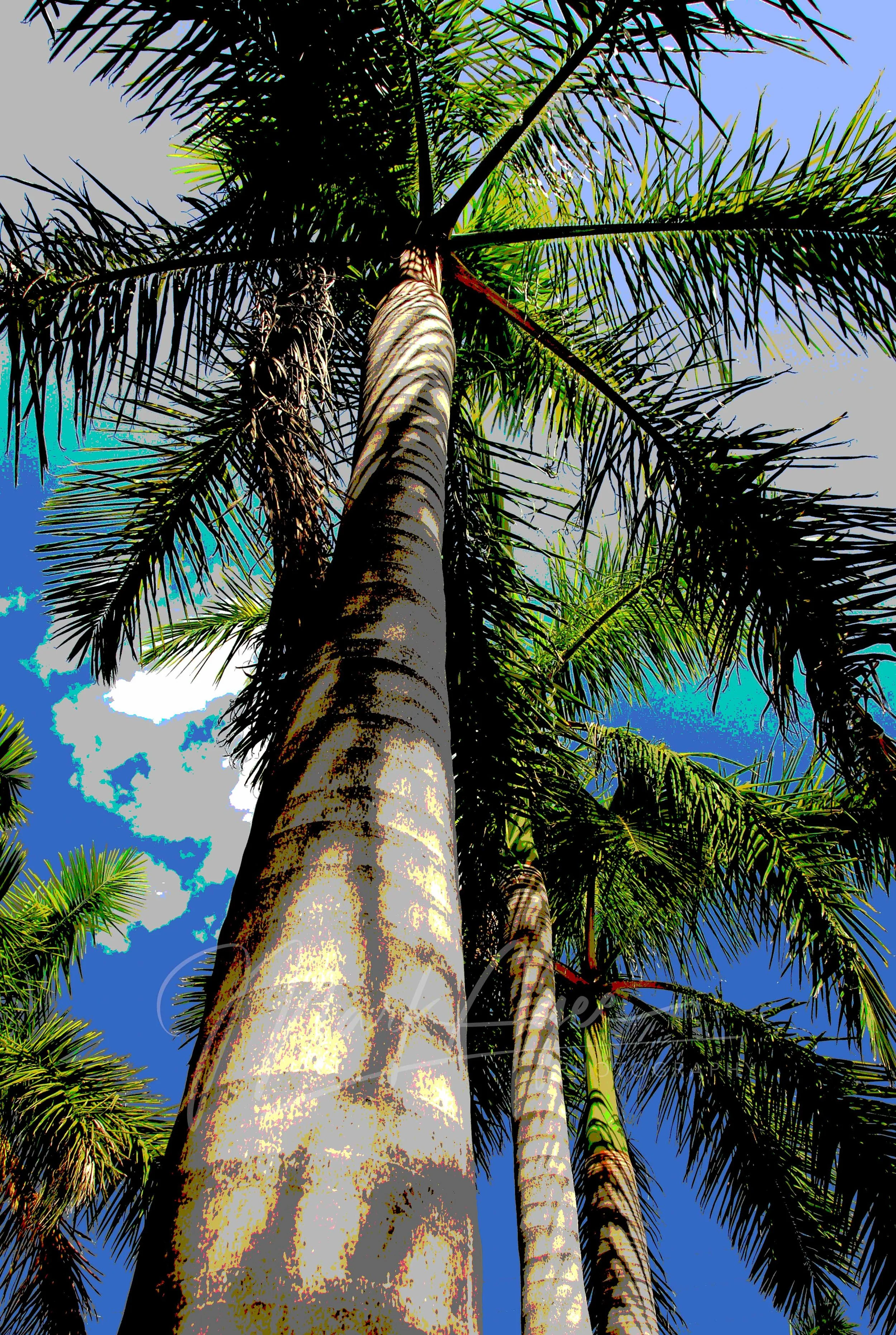 Cayo Hueso Palmas
