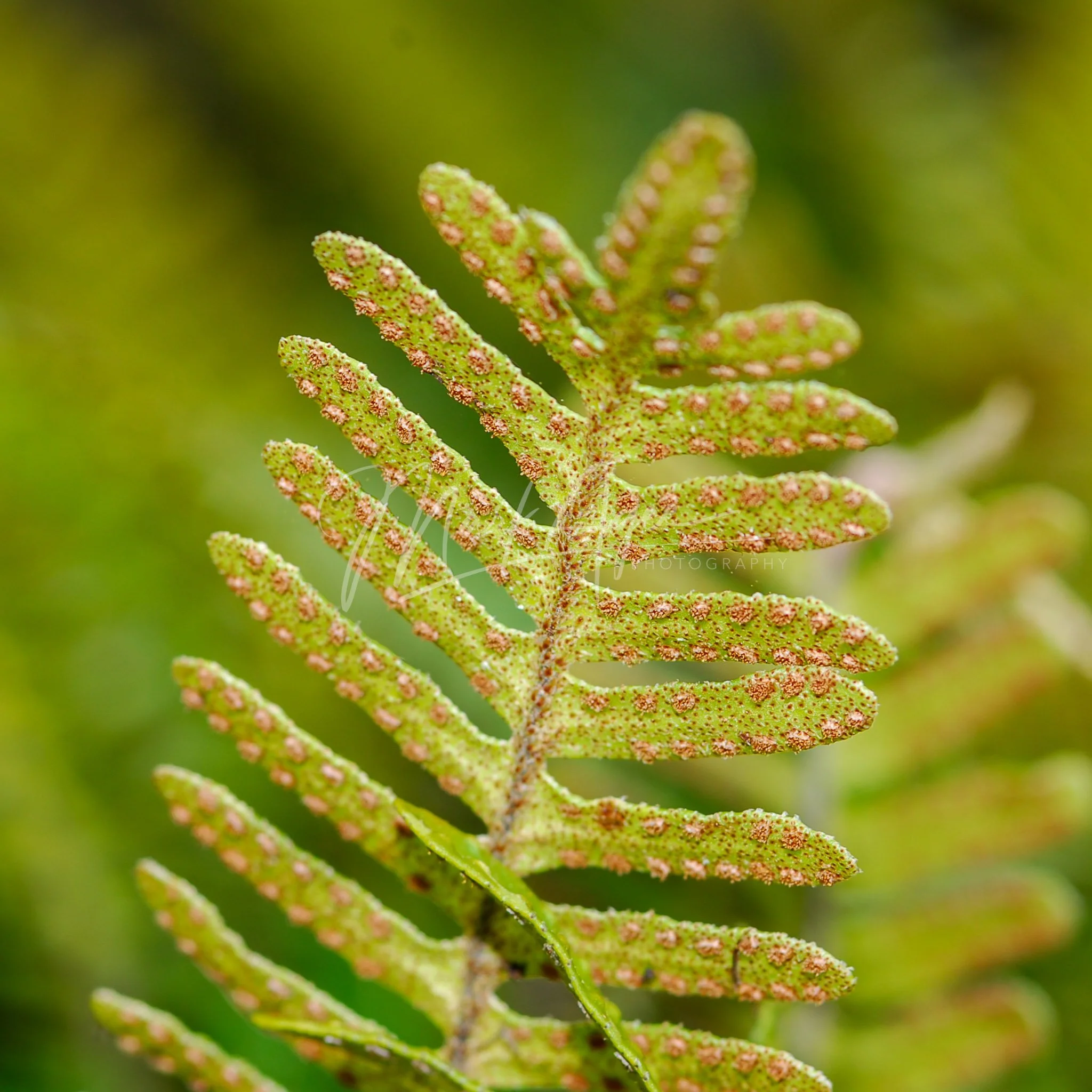 Fern Frond.jpg