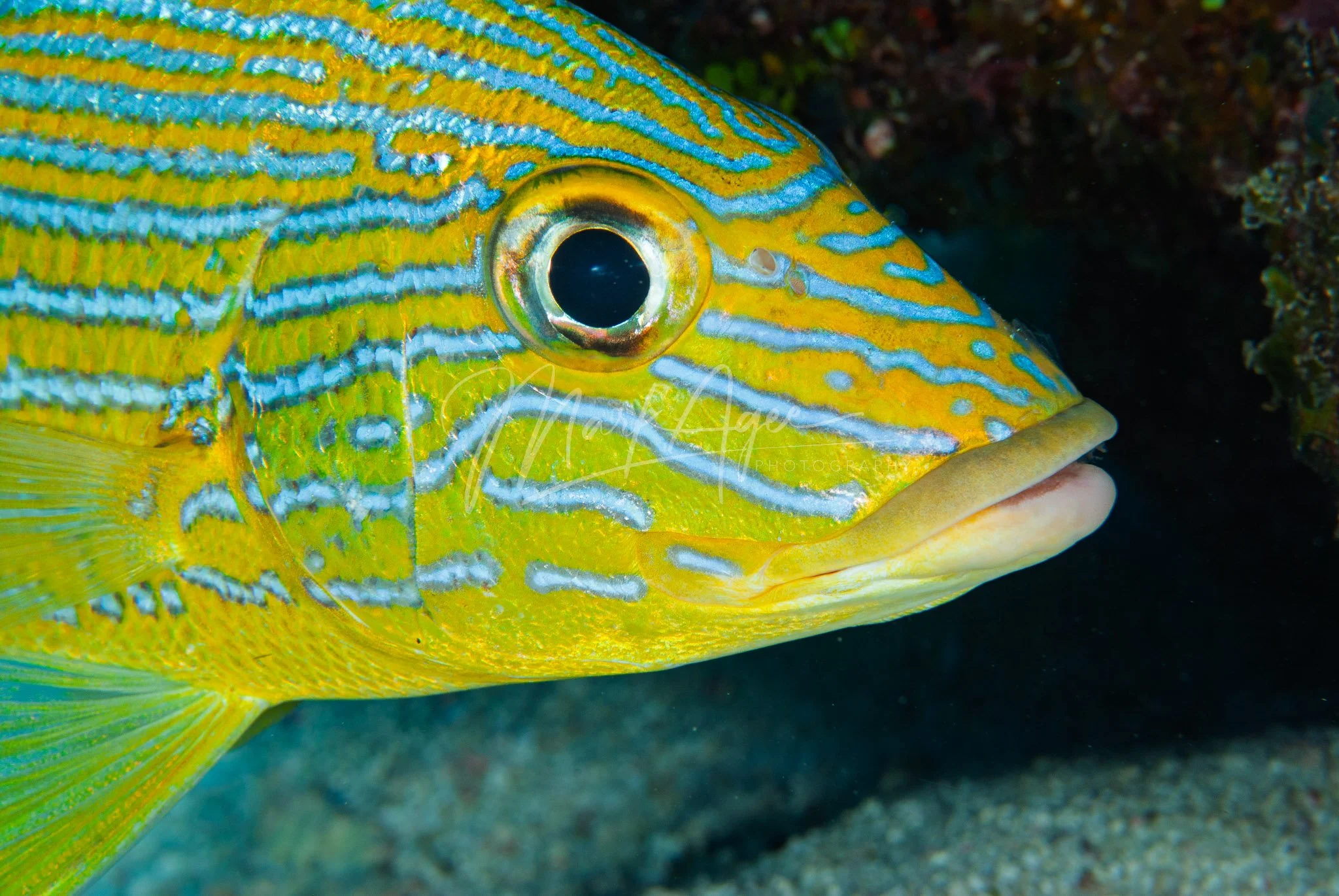 Bluestriped Grunt