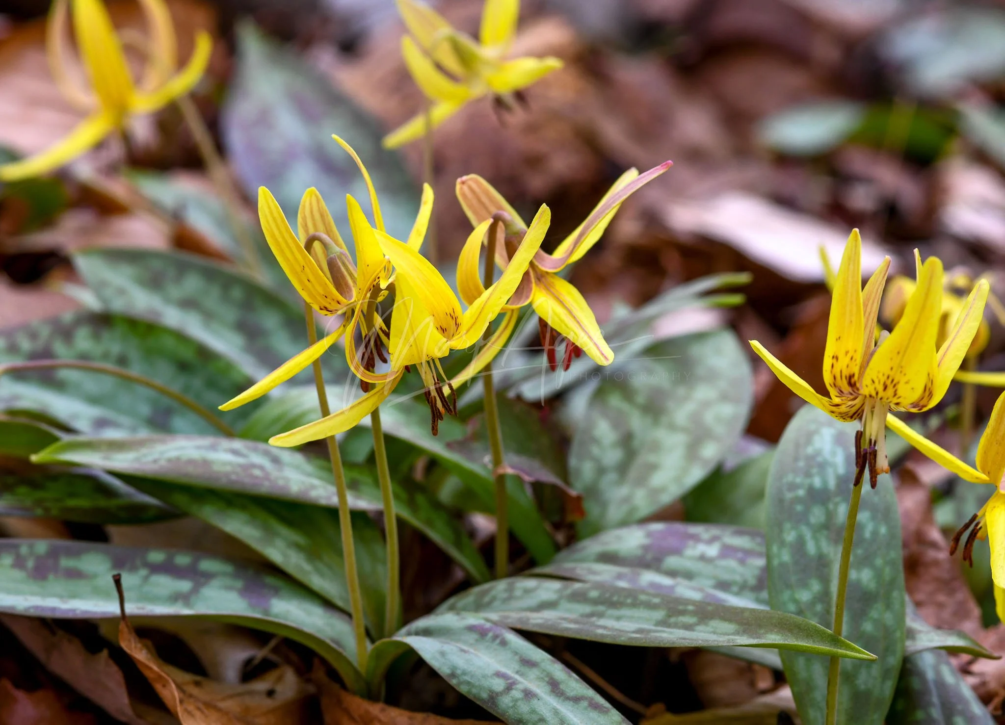 Trout Lily #3.jpg