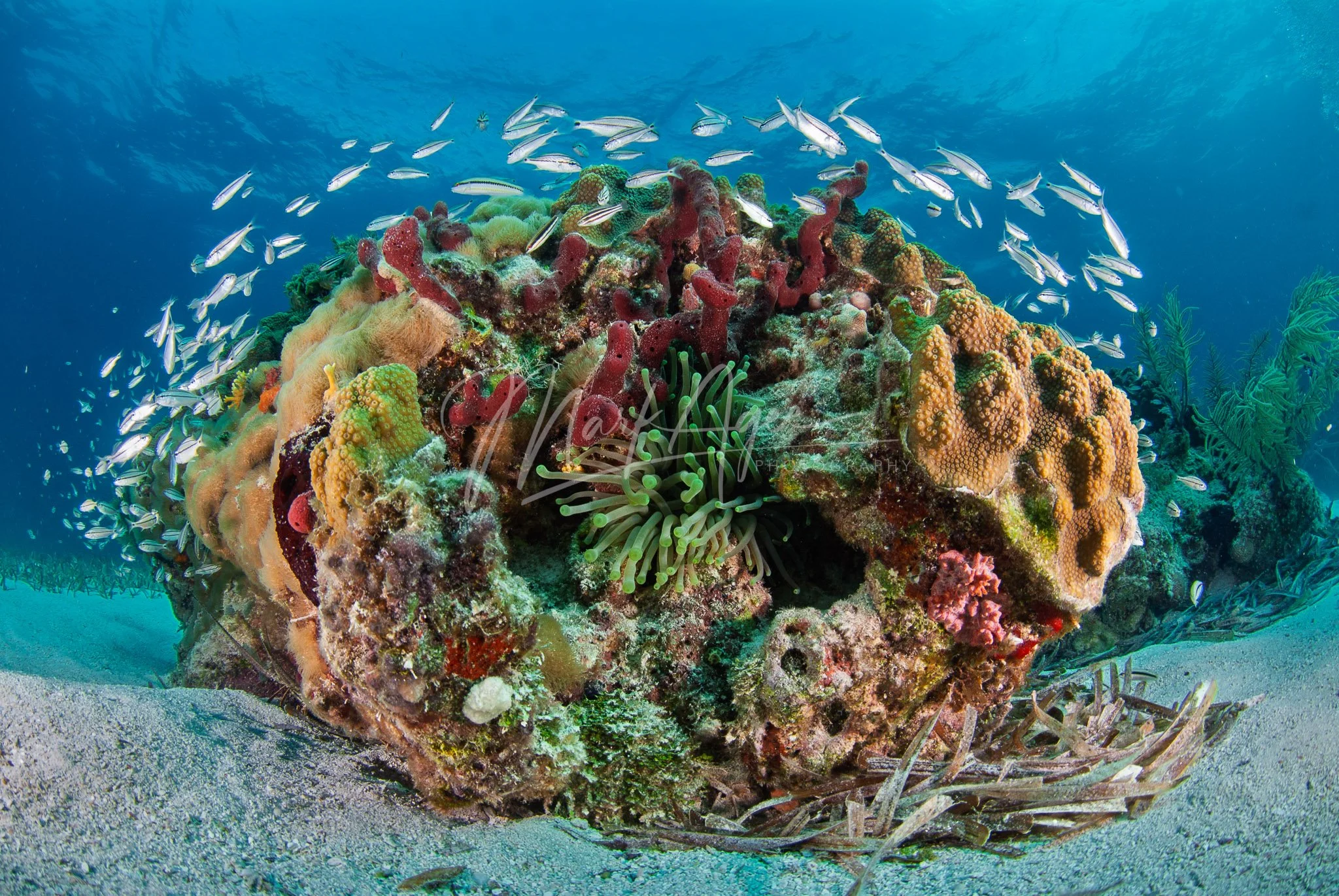 My Own Little Reef