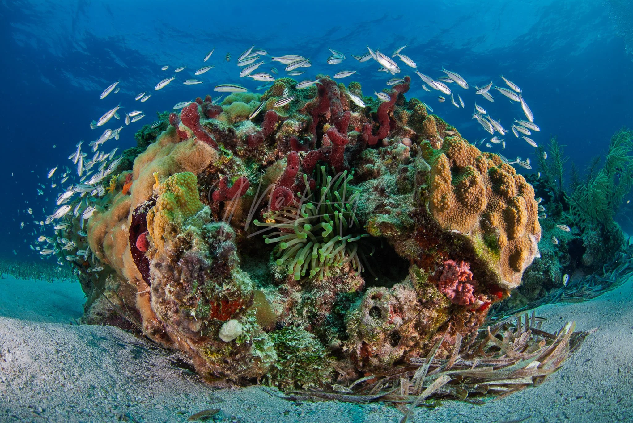 My Own Little Reef.jpg
