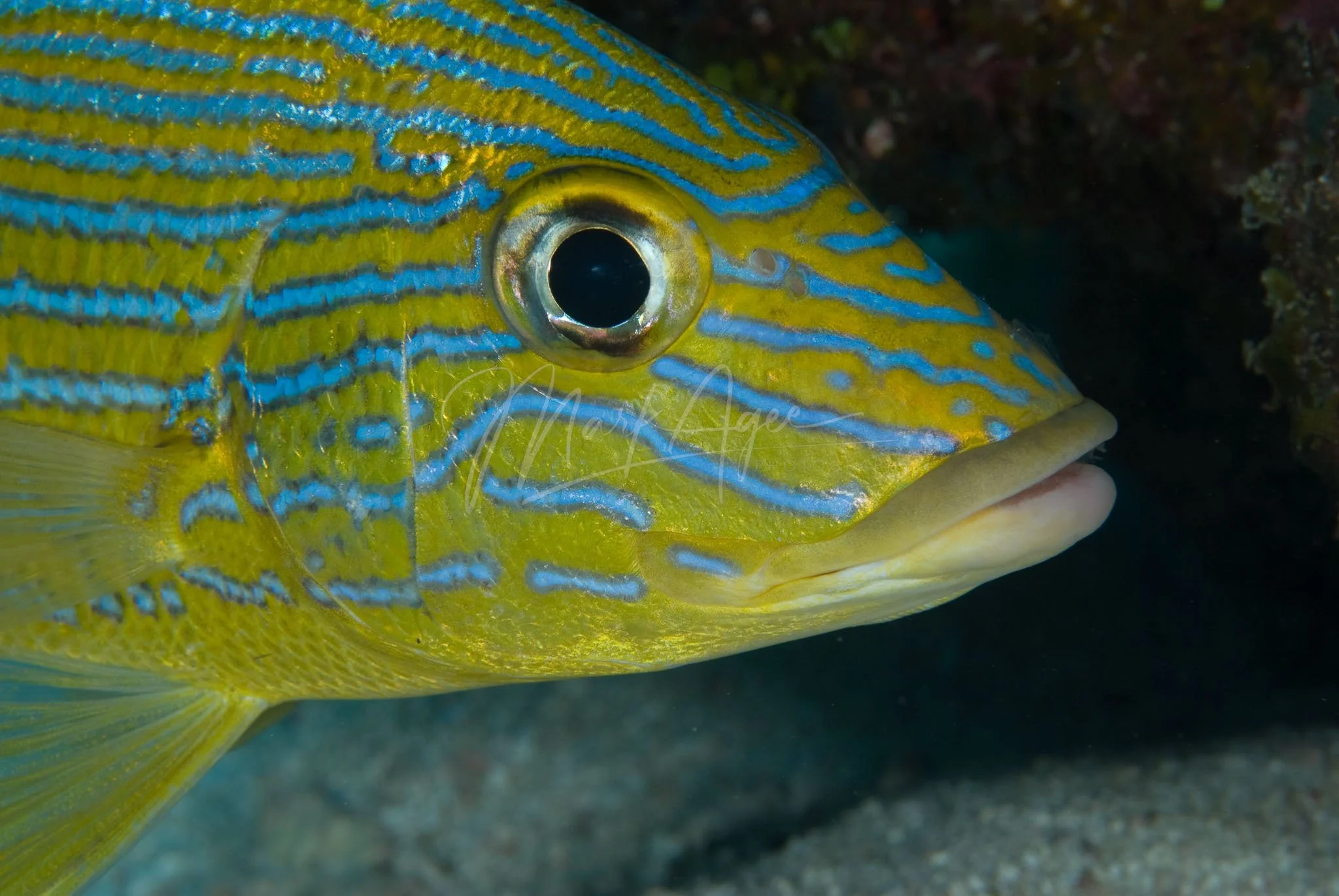 Bluestriped Grunt.jpg