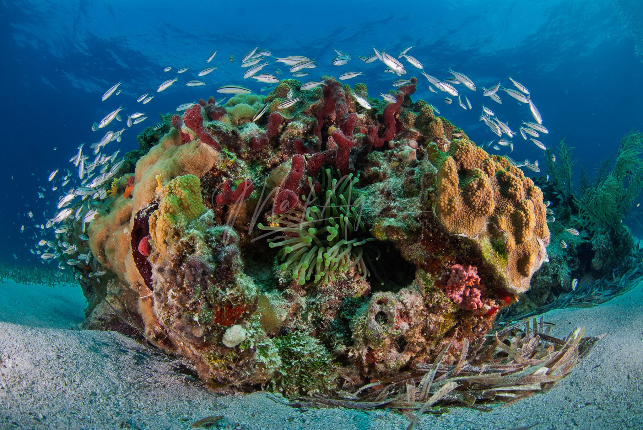 My Own Little Reef.jpg