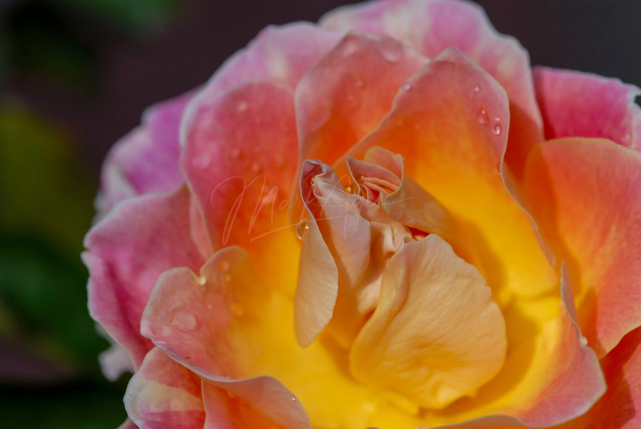 Dewy Rose