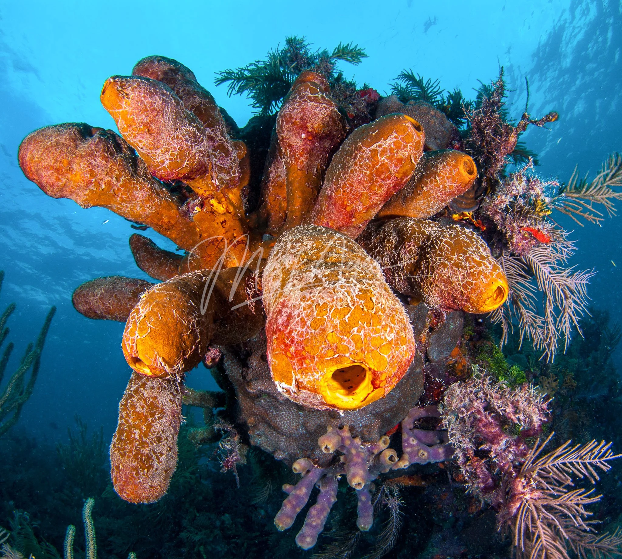 Tube Spongepalooza