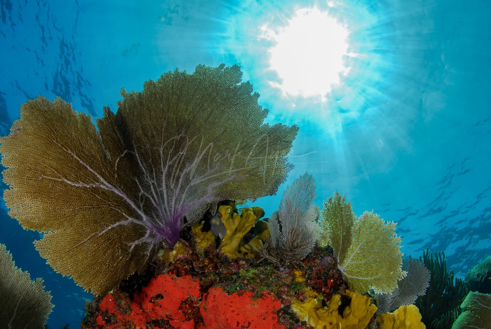 Sea Fan Sunburst.jpg