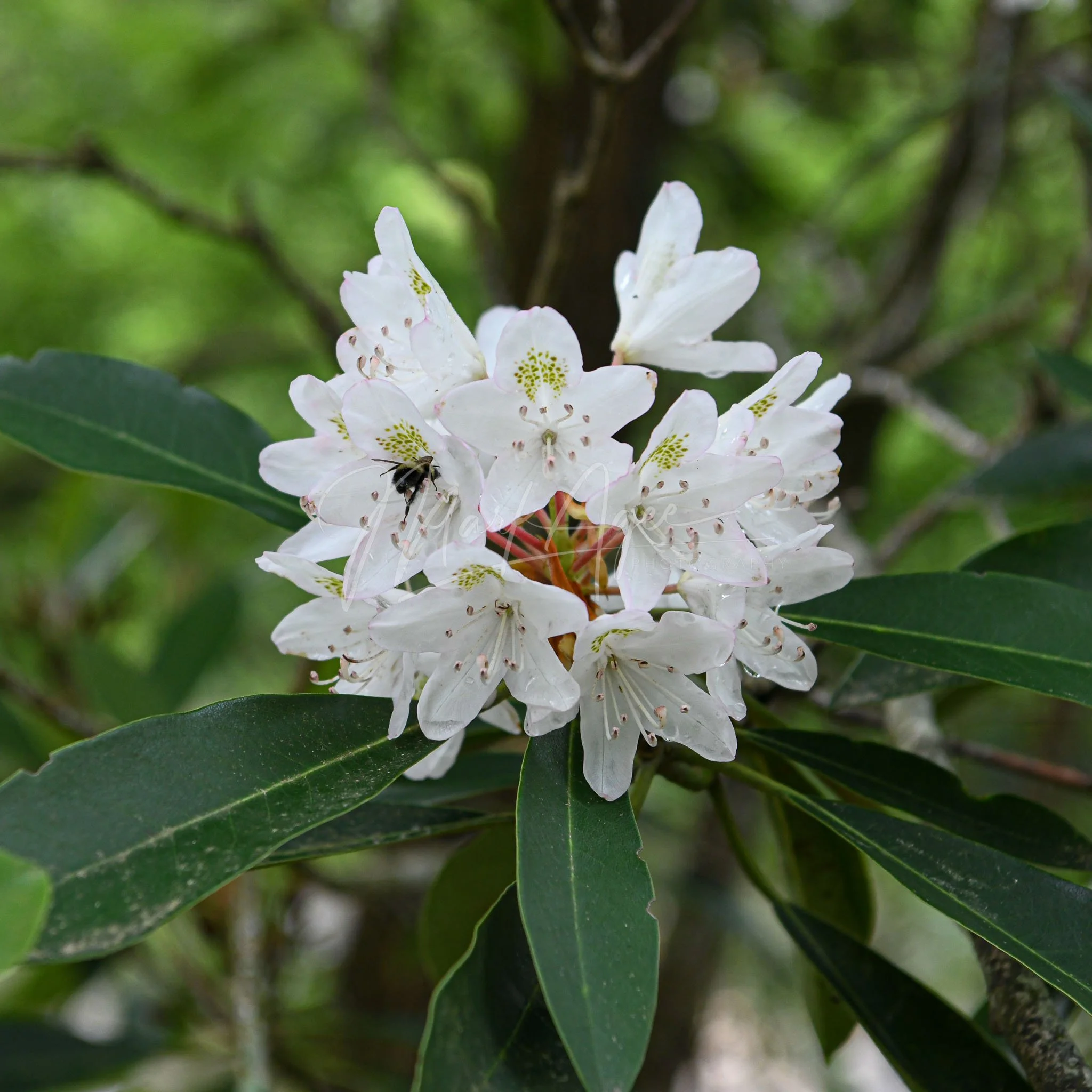 Great Laurel