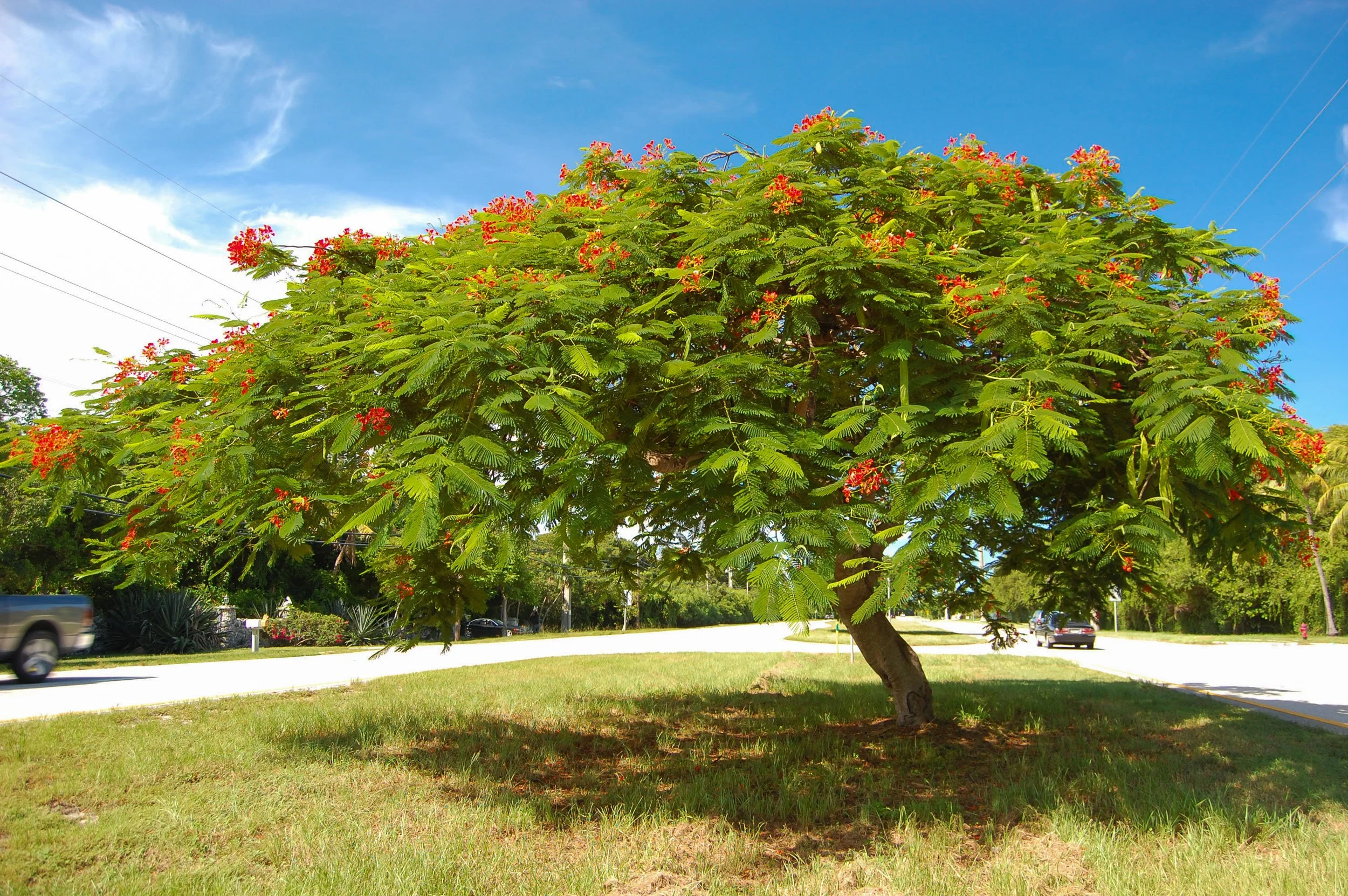Royal Poinciana-1.jpg