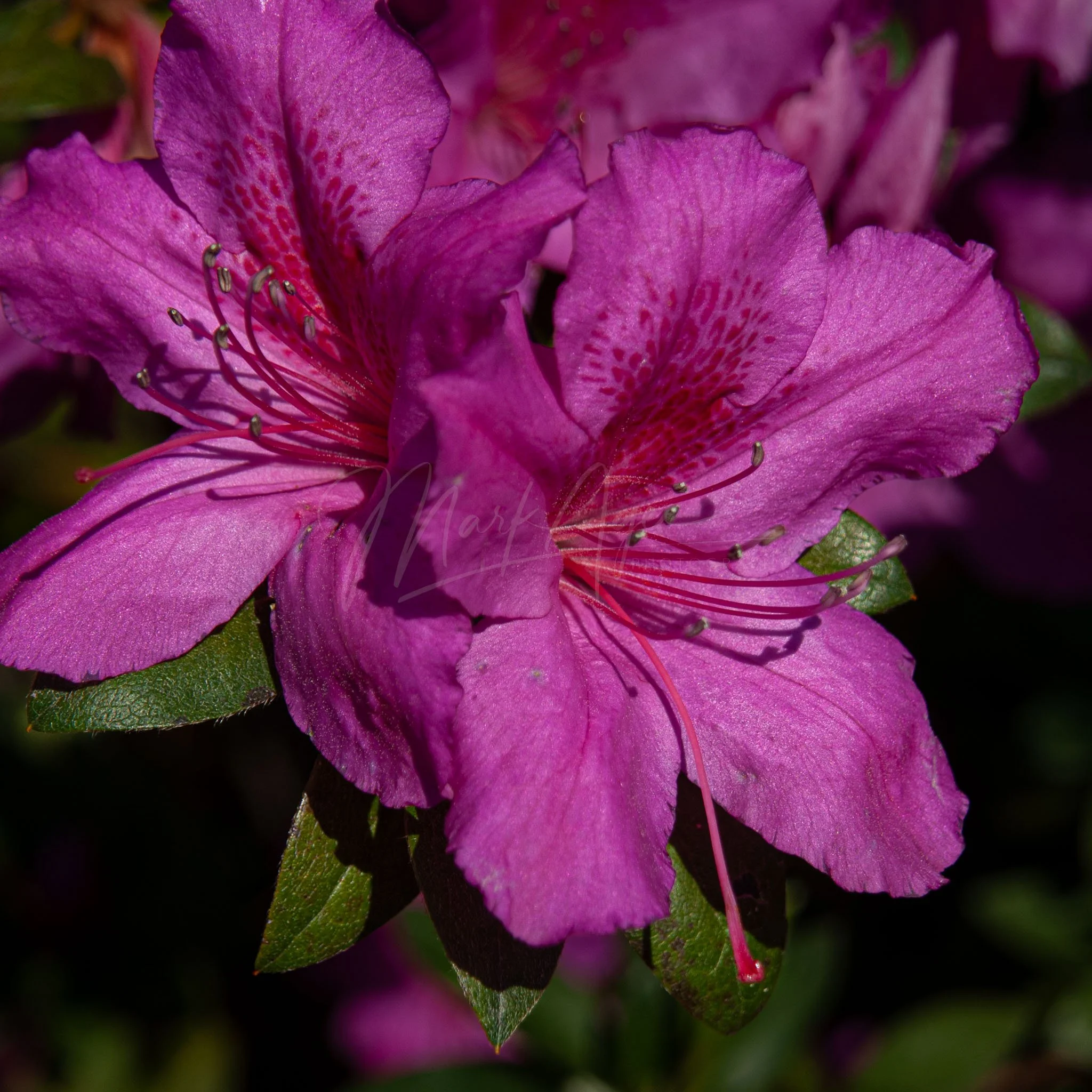 Vibrant Azalea.jpg
