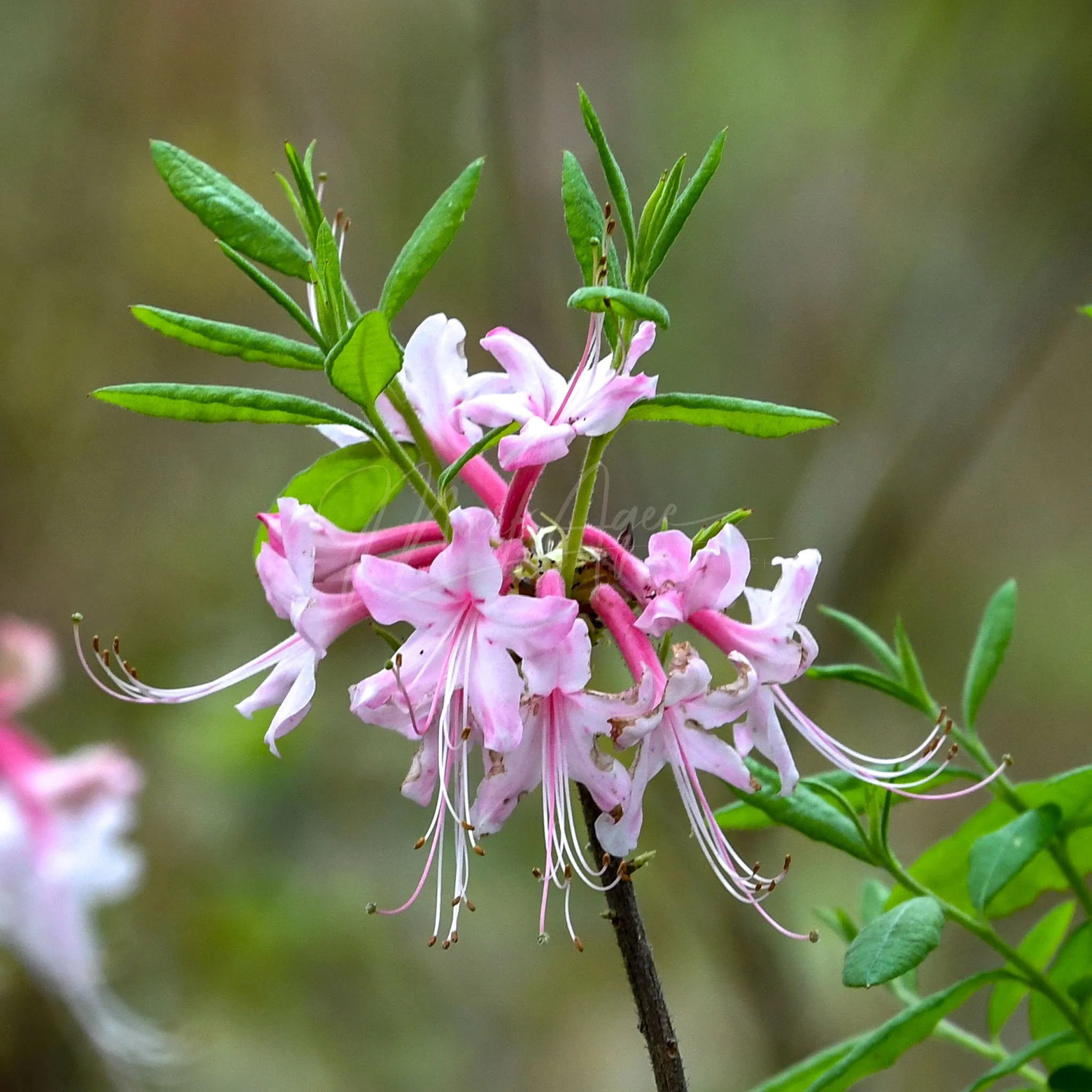 Sweet Pinxter Azalea.jpg