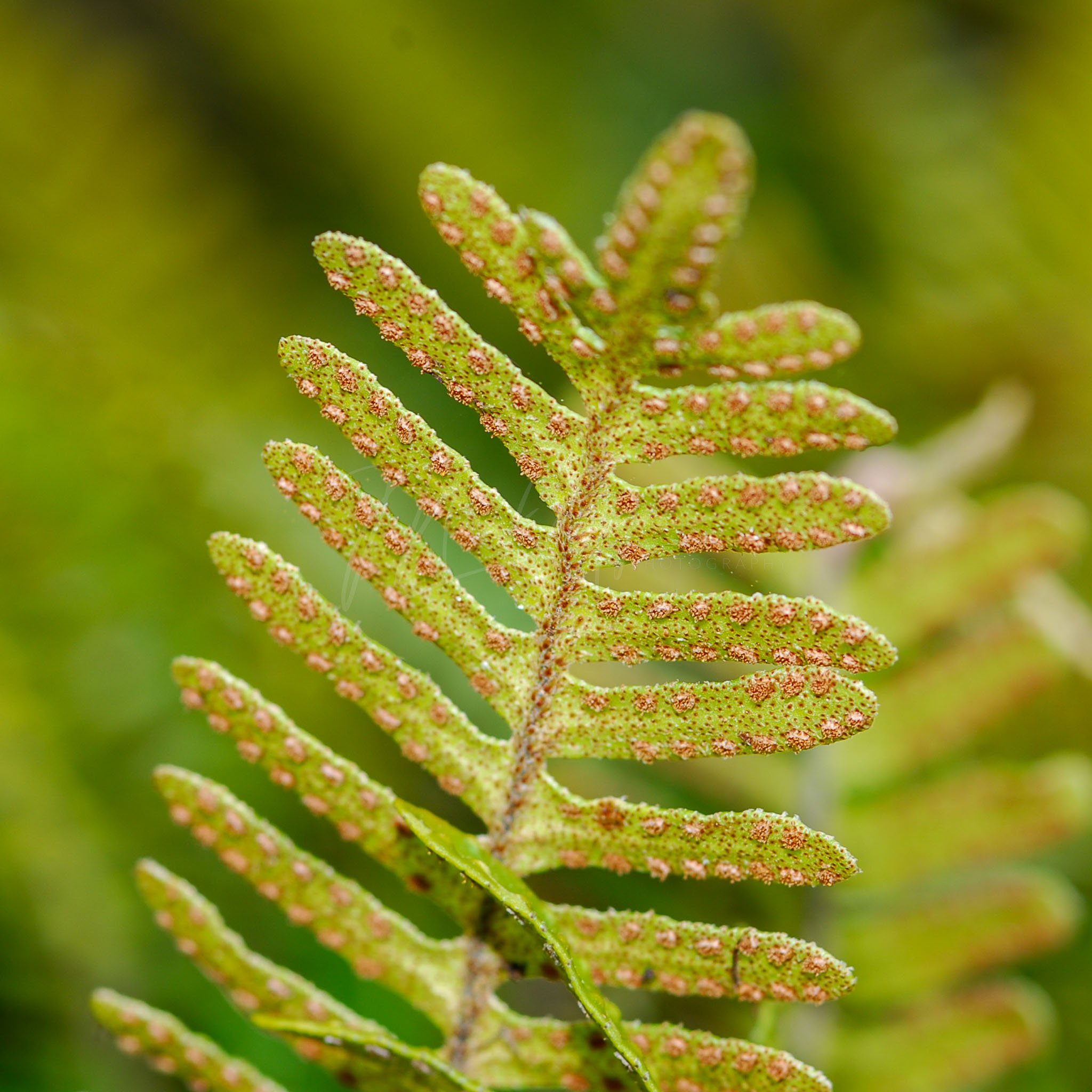 Fern Frond