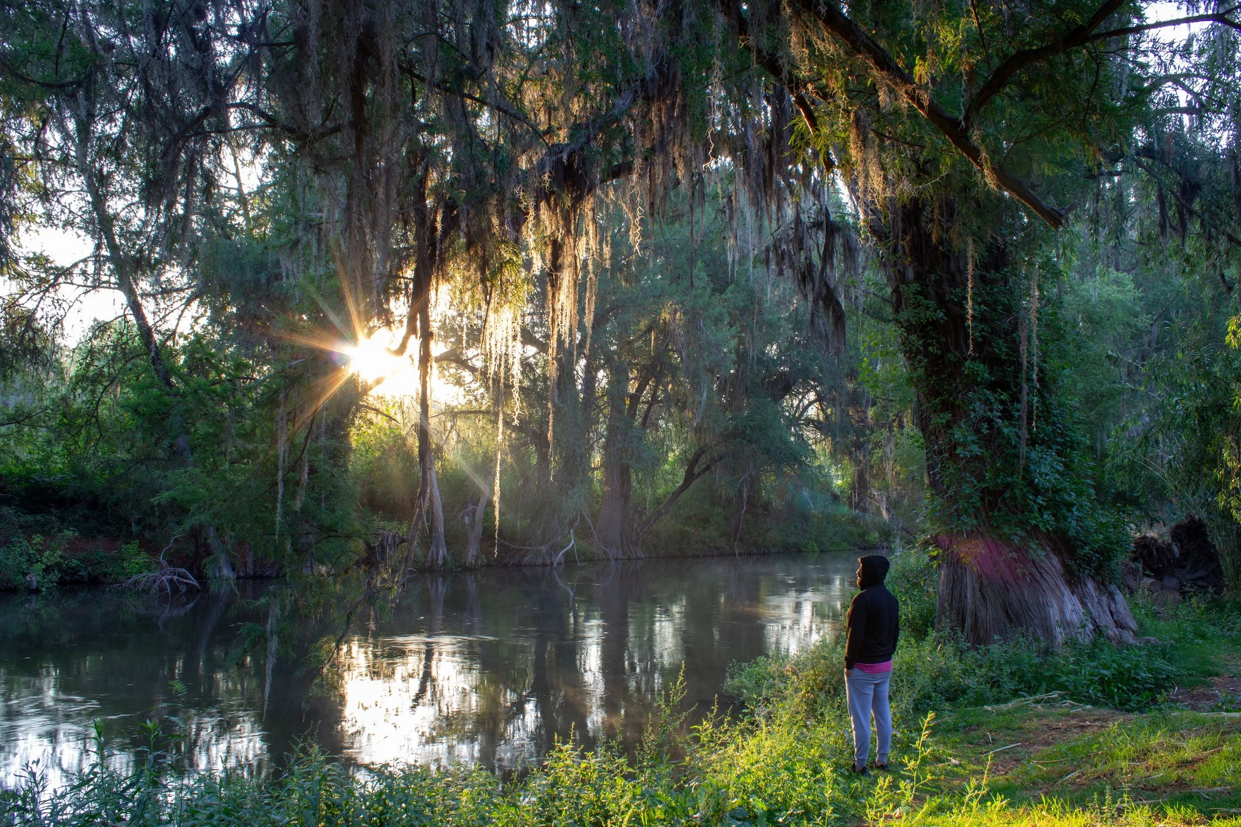 Person standing quietly in a forest reflecting on anxiety and emotional well-being.