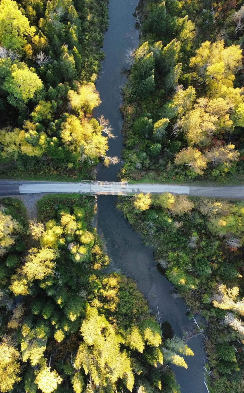 Aerial view of woodland footbridge in Connecticut, online therapy available statewide.