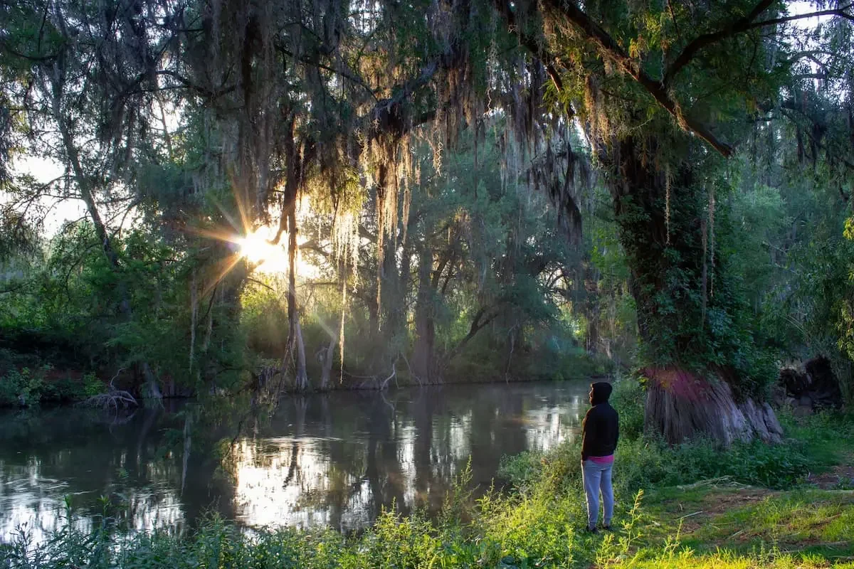 Person standing quietly in a forest reflecting on anxiety and emotional well-being.