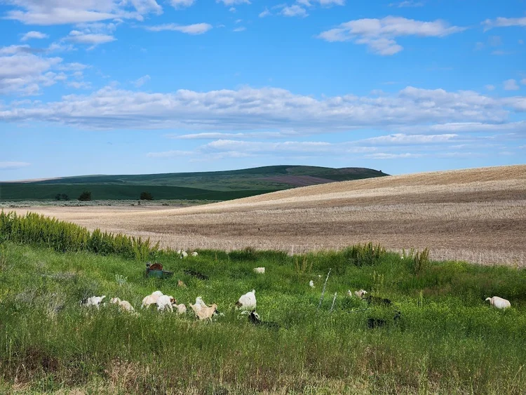 Meat Goats & Grazing Services — Cloverdale Ranch