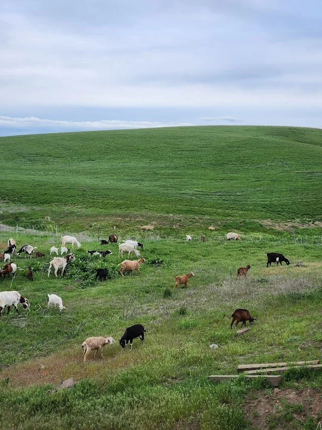 20240513_goats grazing green.jpg