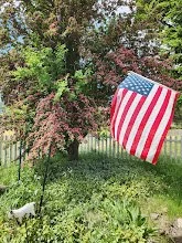 20240608_hawthorne tree in bloom and flag.jpg