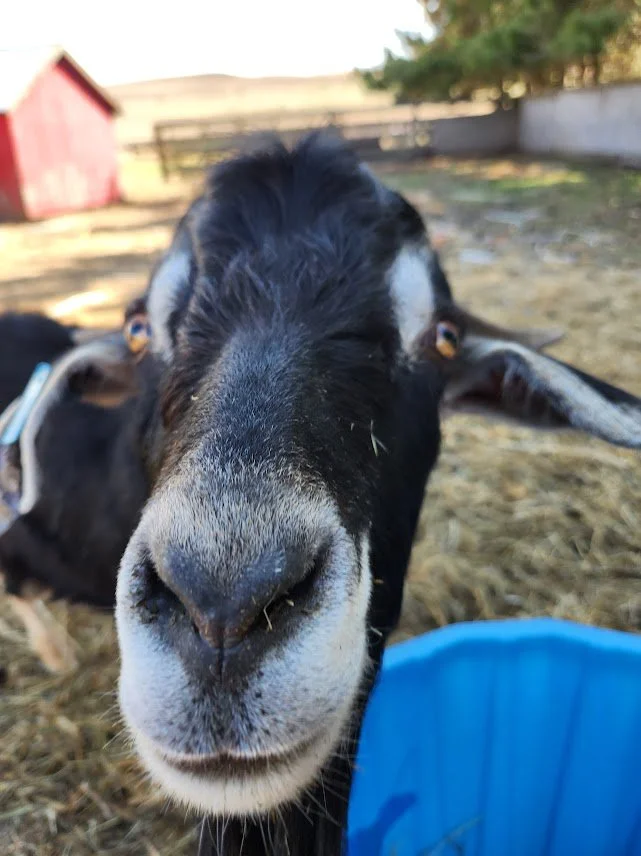 20230503_goat funny closeup.jpg