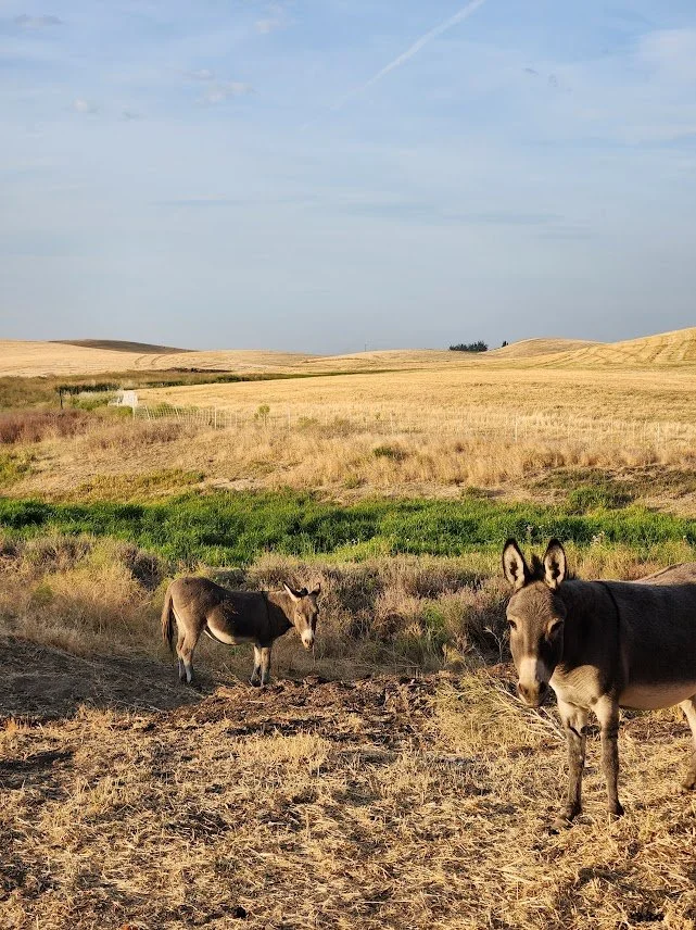 20240822_donkeys in NE draw.jpg