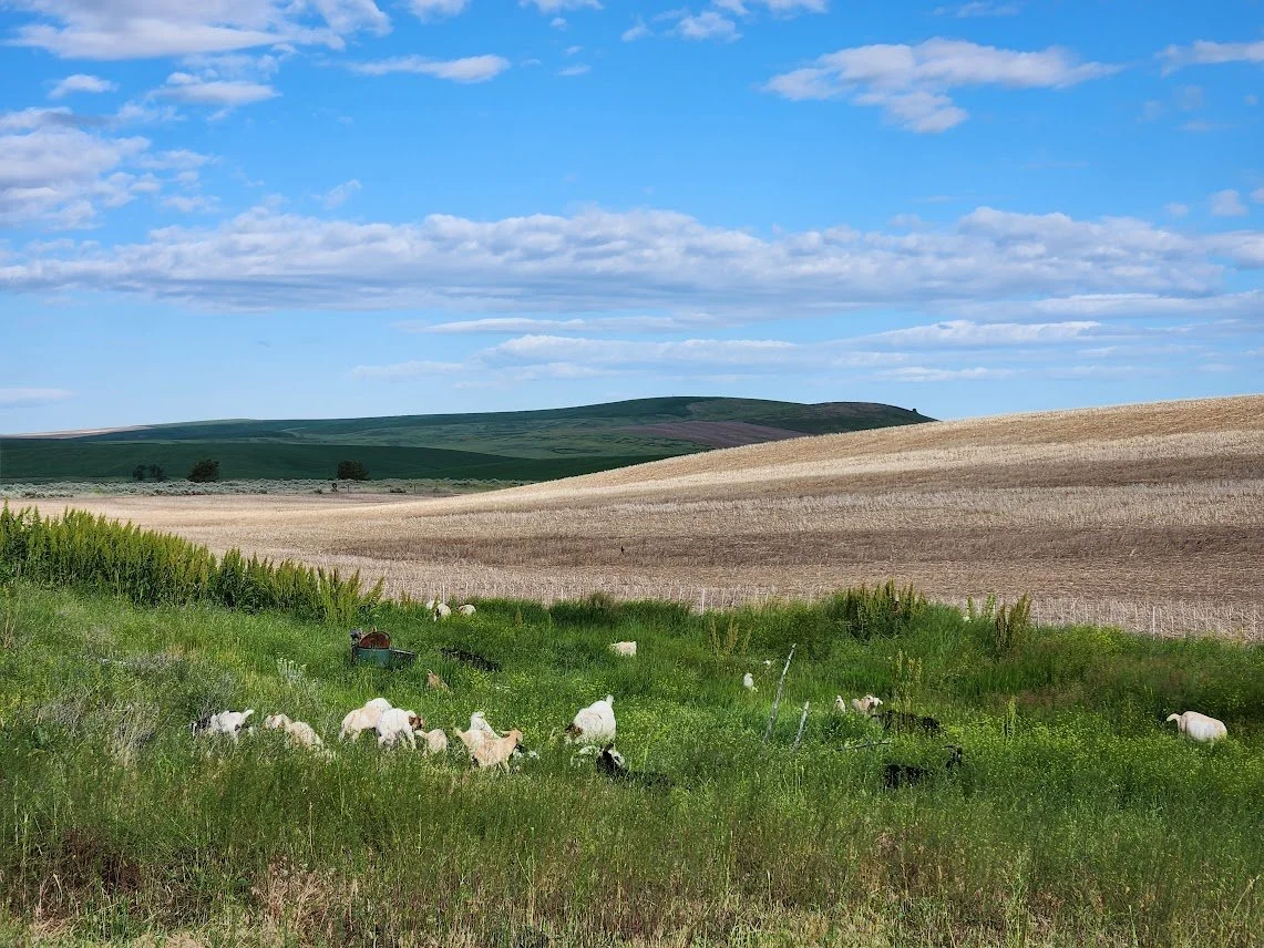 20230614_goats out grazing.jpg