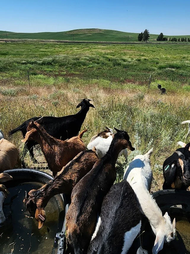 20240709_goats at water trough.jpg