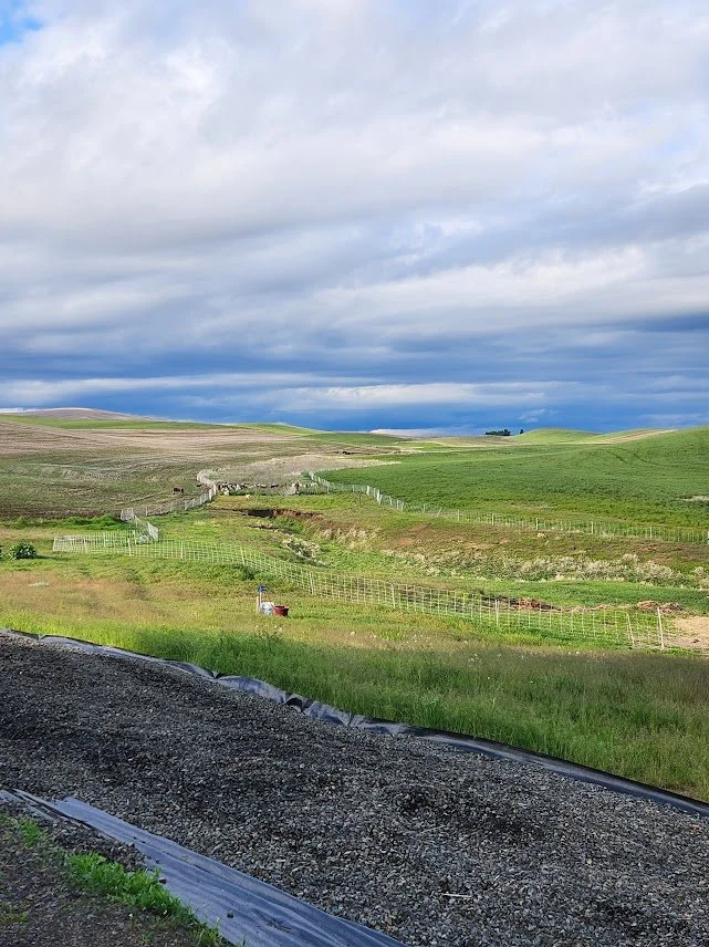 20250516_view north up the NE draw.jpg