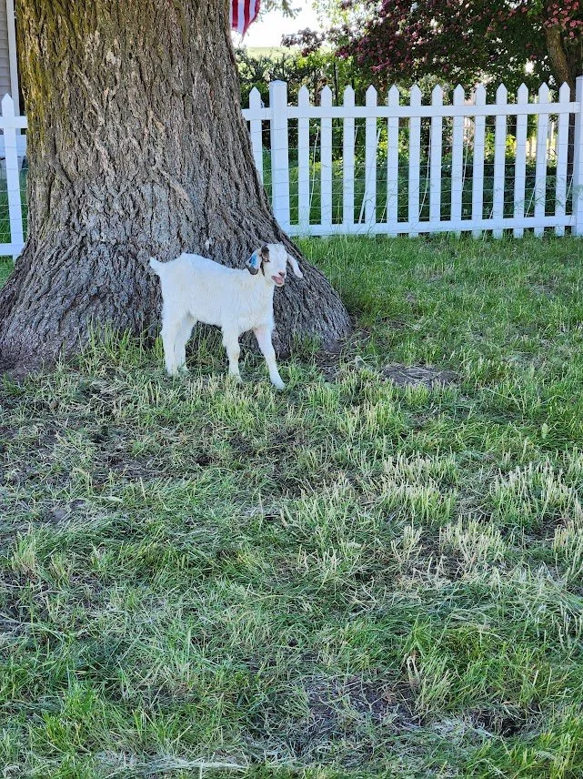 20240608_stray kid in yard.jpg