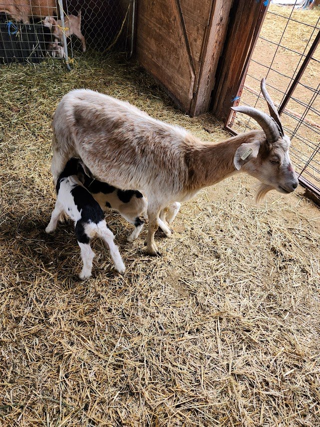 20230506_doe with twins.jpg