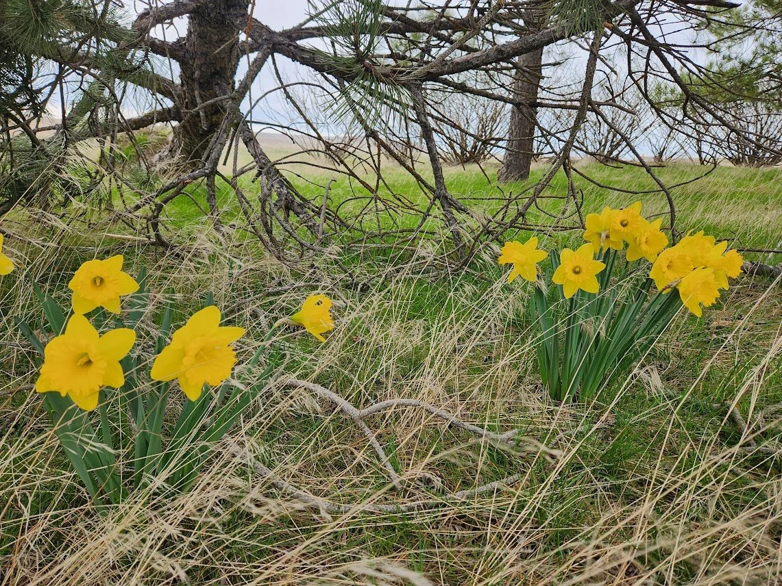 20250410_daffodils in windbreak.jpg