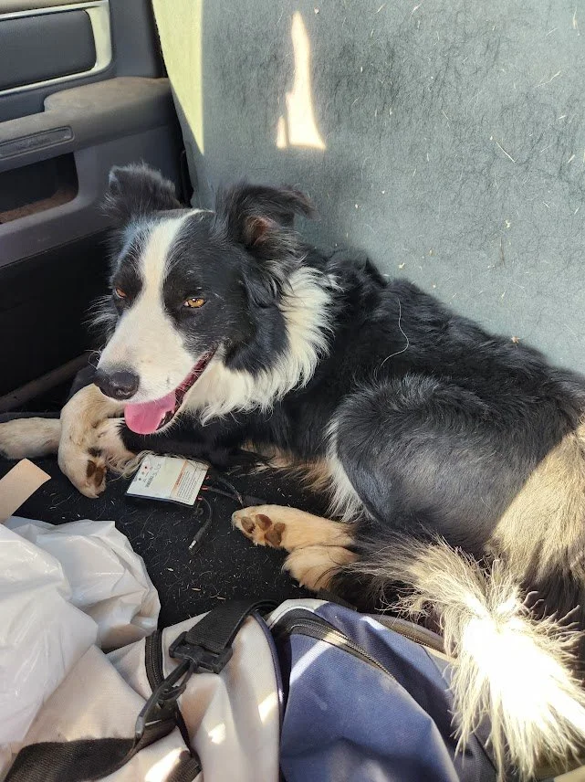 20240902_oakley in the pickup.jpg