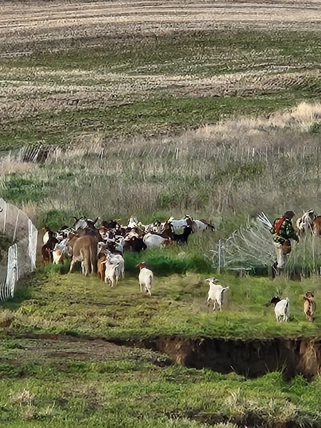 20250516_Herd in the northeast draw.jpg