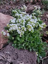 20250417_flowers_spring greeting.jpg