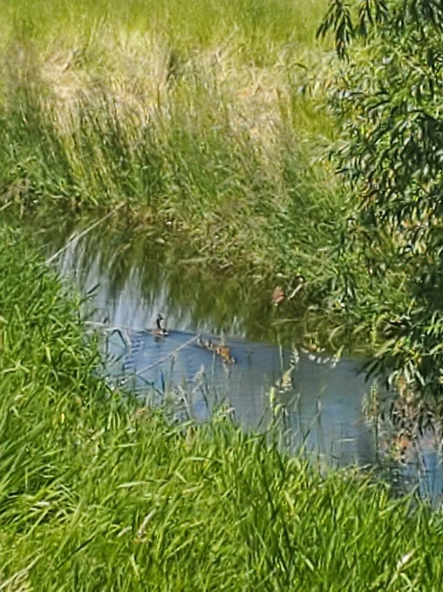 20250616_ducks in creek.jpg