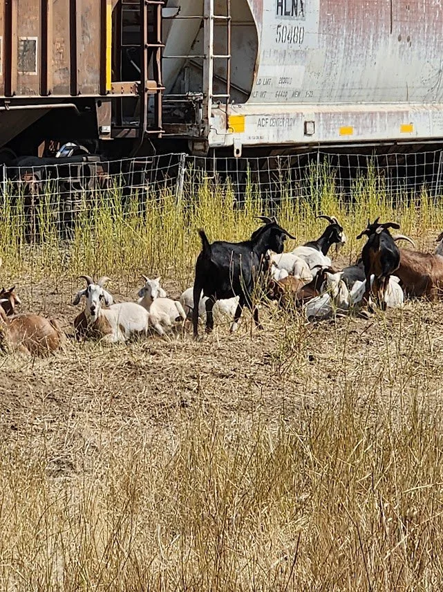 20240810_goats next to train cars.jpg