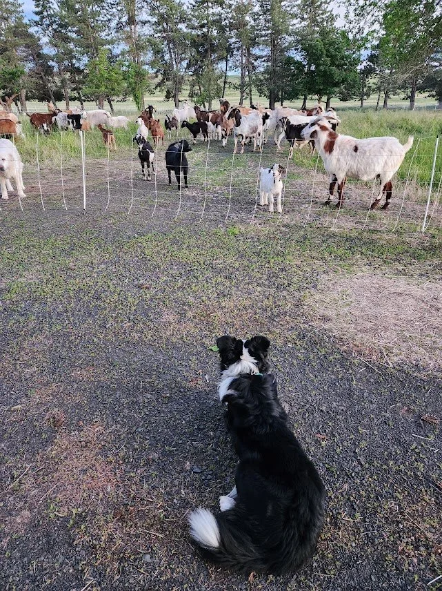 20240604_Oakley eye on the herd.jpg