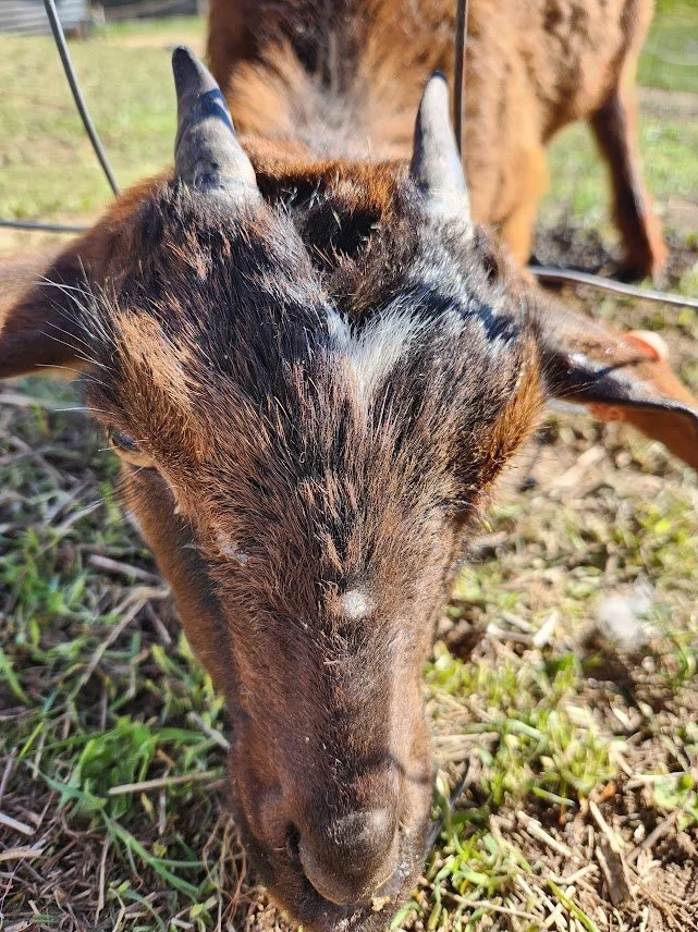 20240509_goat with head stuck in fence.jpg
