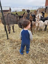20250410_charlie meets the goats.jpg