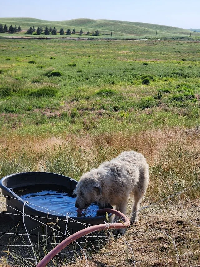 20240709_gigi at the water trough.jpg