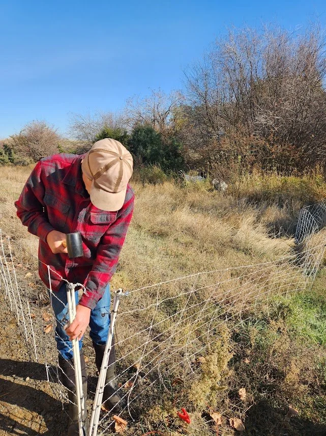20231029_targeted grazing_craig fence corner.jpg