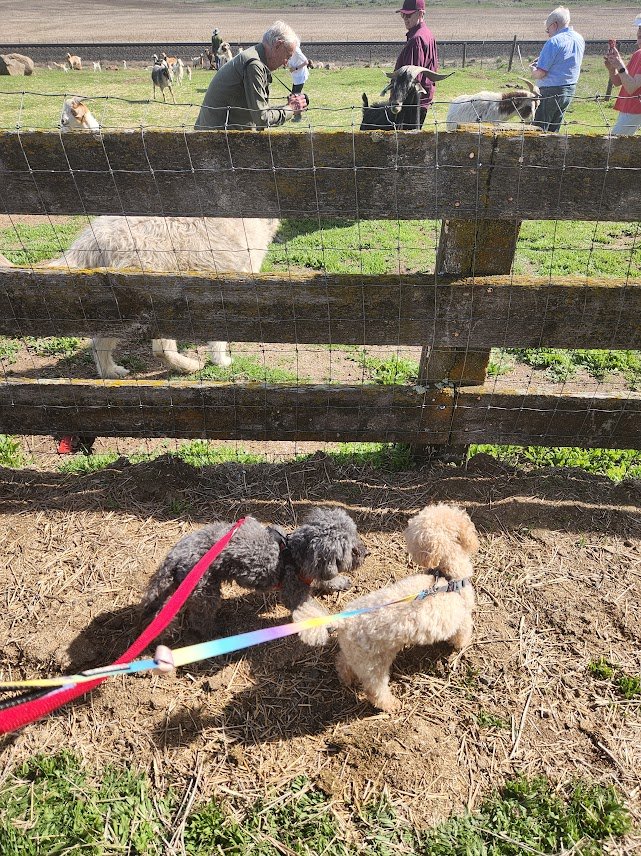 20240511_seattle visitors meet the goats.jpg