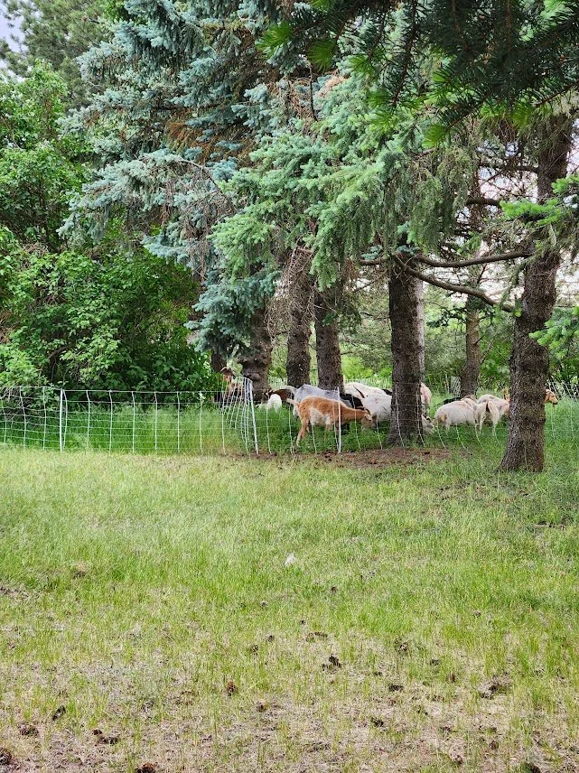 20240608_goats in our windbreak.jpg