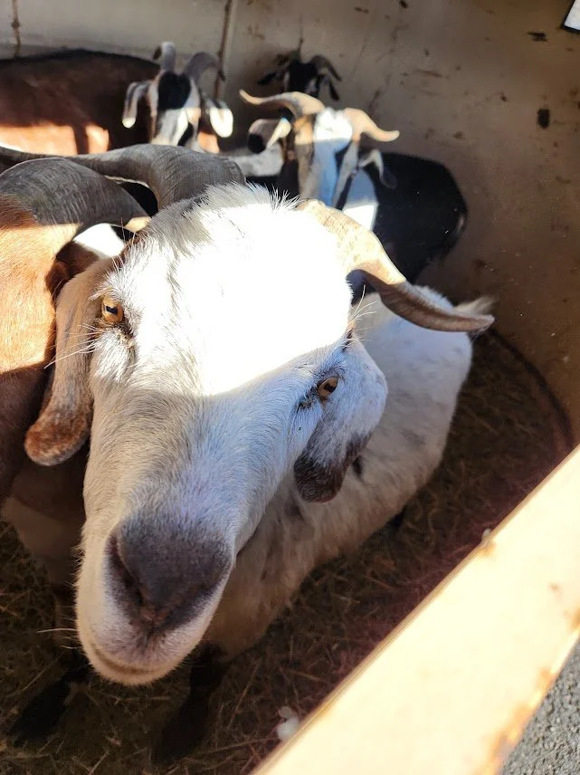 20231029_goat closeup.jpg