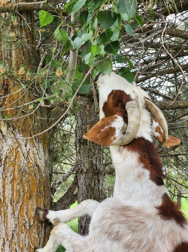 20230608_targeted grazing_goat foraging tree.jpg