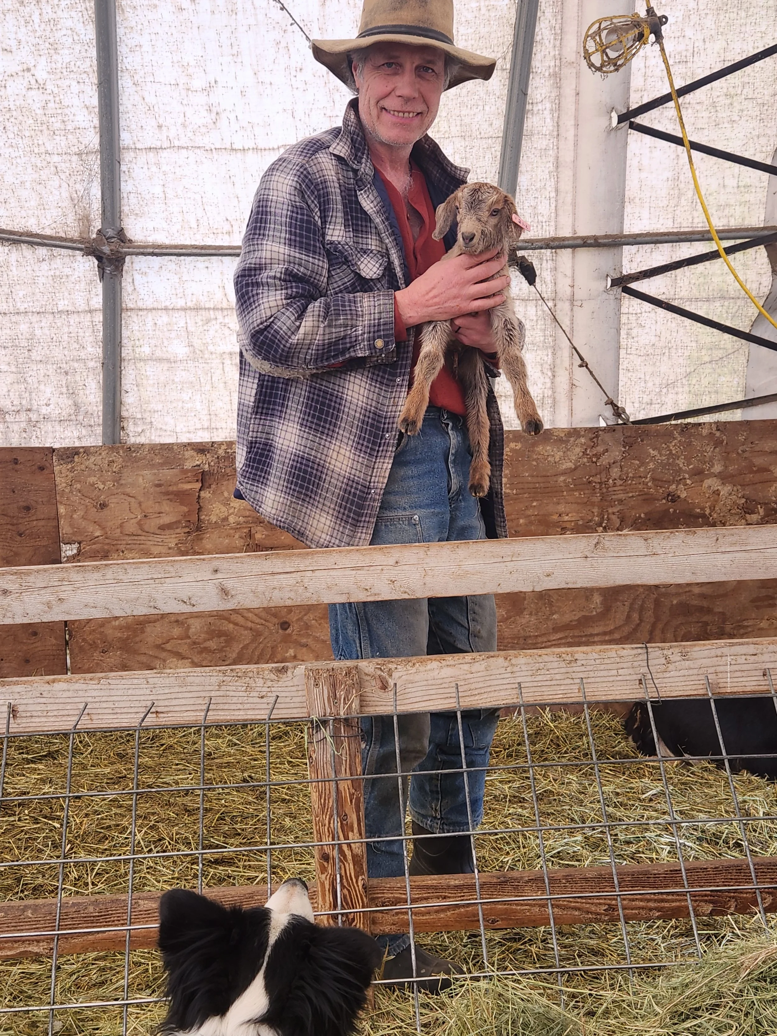 Border collie keeping a watchful eye on rancher holding baby goat in the barn