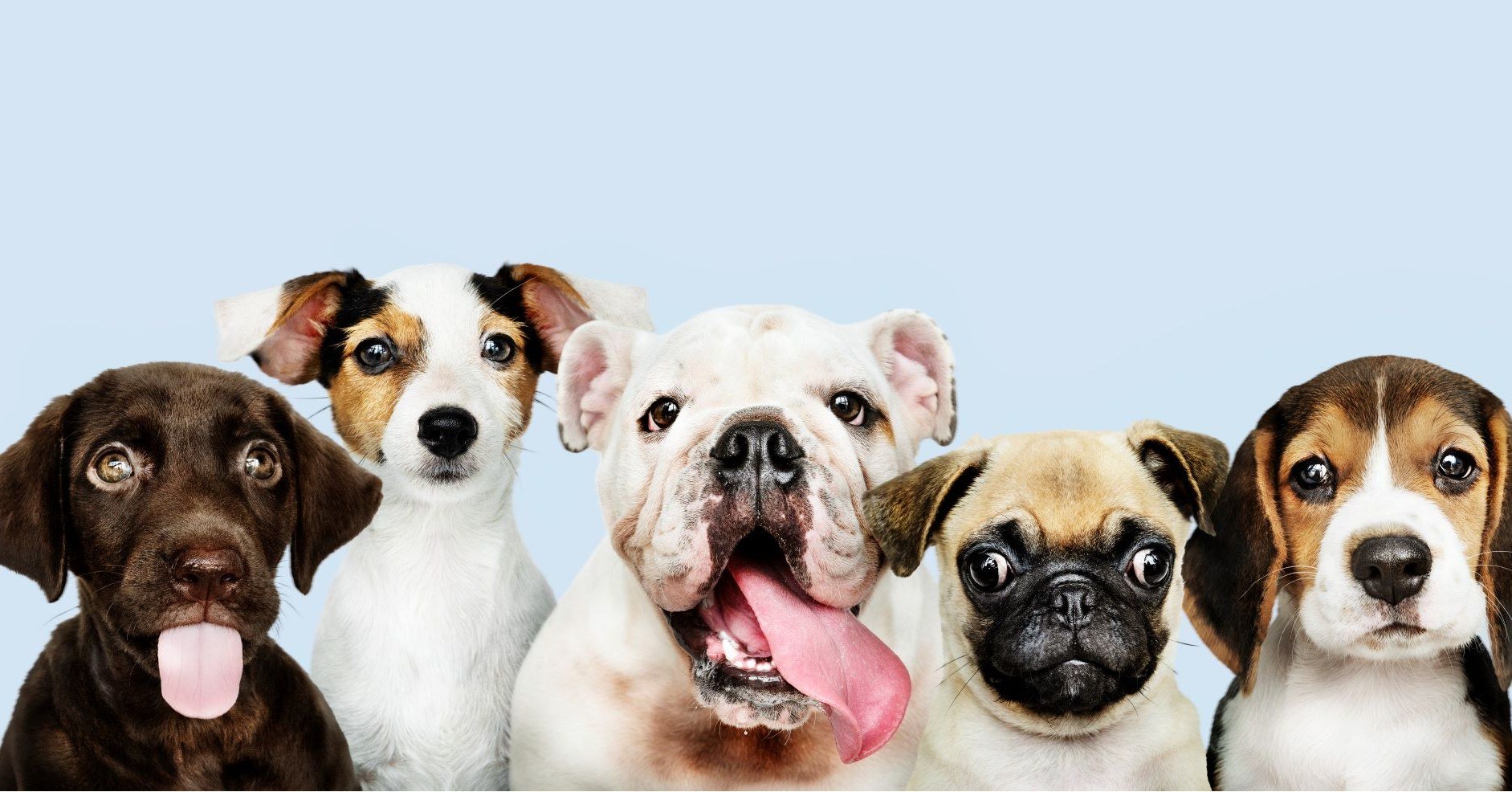 🐾 WE LOVE DOGS! DOGS LOVE US! 🐾

📸 Look at all these happy pups enjoying their Soapy Spot Experience!

At The Soapy Spot, we&rsquo;re your one-stop destination for keeping your dog clean, happy, and healthy:
🛁 DIY Dog Wash &ndash; Quick, convenie