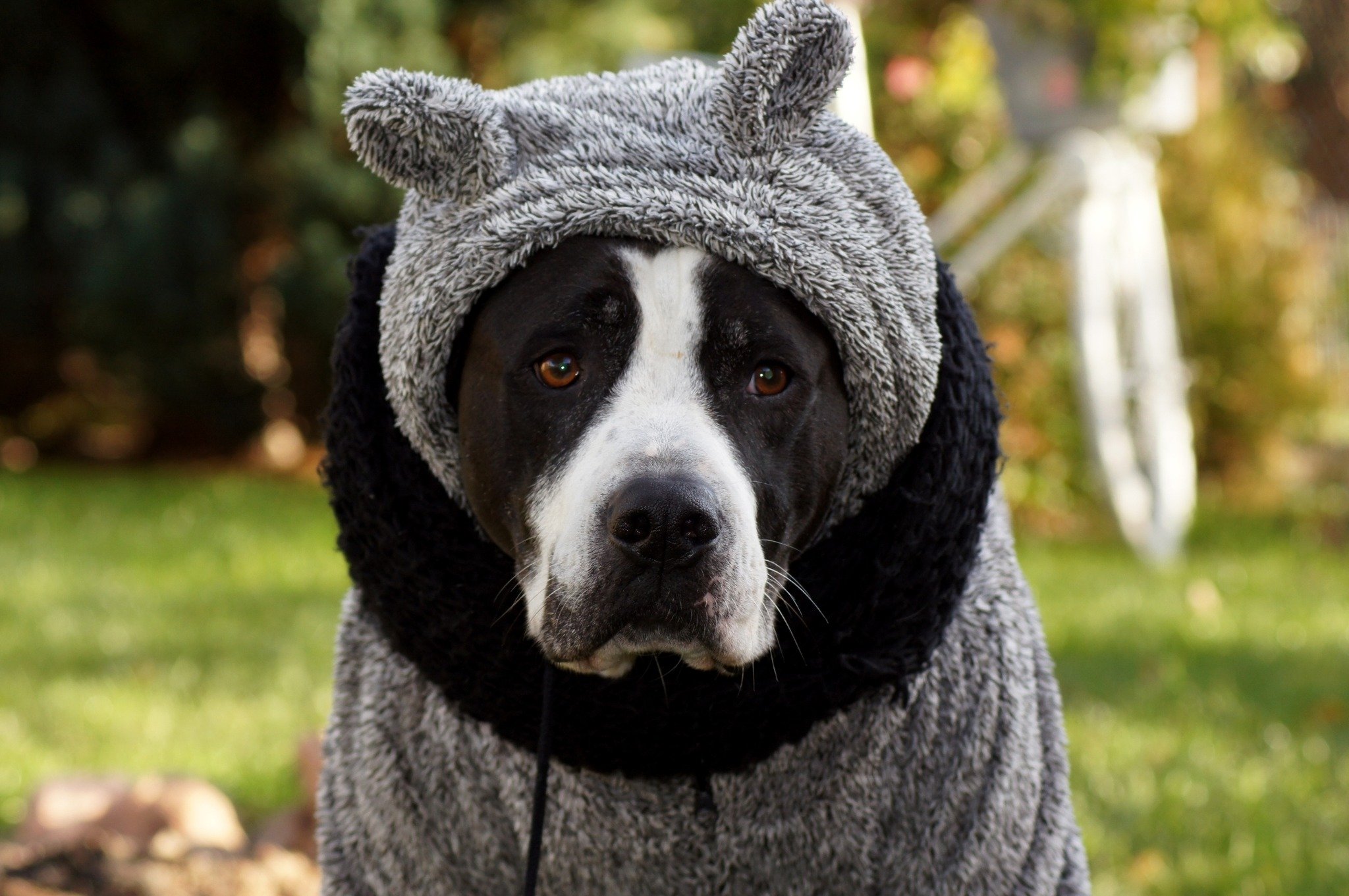❄️ BRRRR&hellip; IT&rsquo;S COLD OUTSIDE! ❄️

We hope everyone is staying safe today during the storm! 

New England winters are no joke &mdash; and while we may love them, cold-weather dog baths outside? HARD PASS. 🥶🐕

Skip the hose, the mess, and