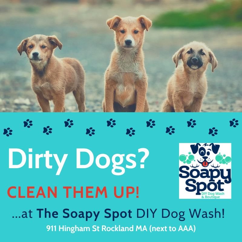 🌸🐾 SPRING MUD SEASON = MESSY PUPS! 🐾🌸

Rainy days, muddy trails, beach runs&hellip; and now your pup is a walking mess? 🐶💨 No worries&mdash;we&rsquo;ve got the perfect fix!

At The Soapy Spot, our iClean dog wash stations make bath time fast, e