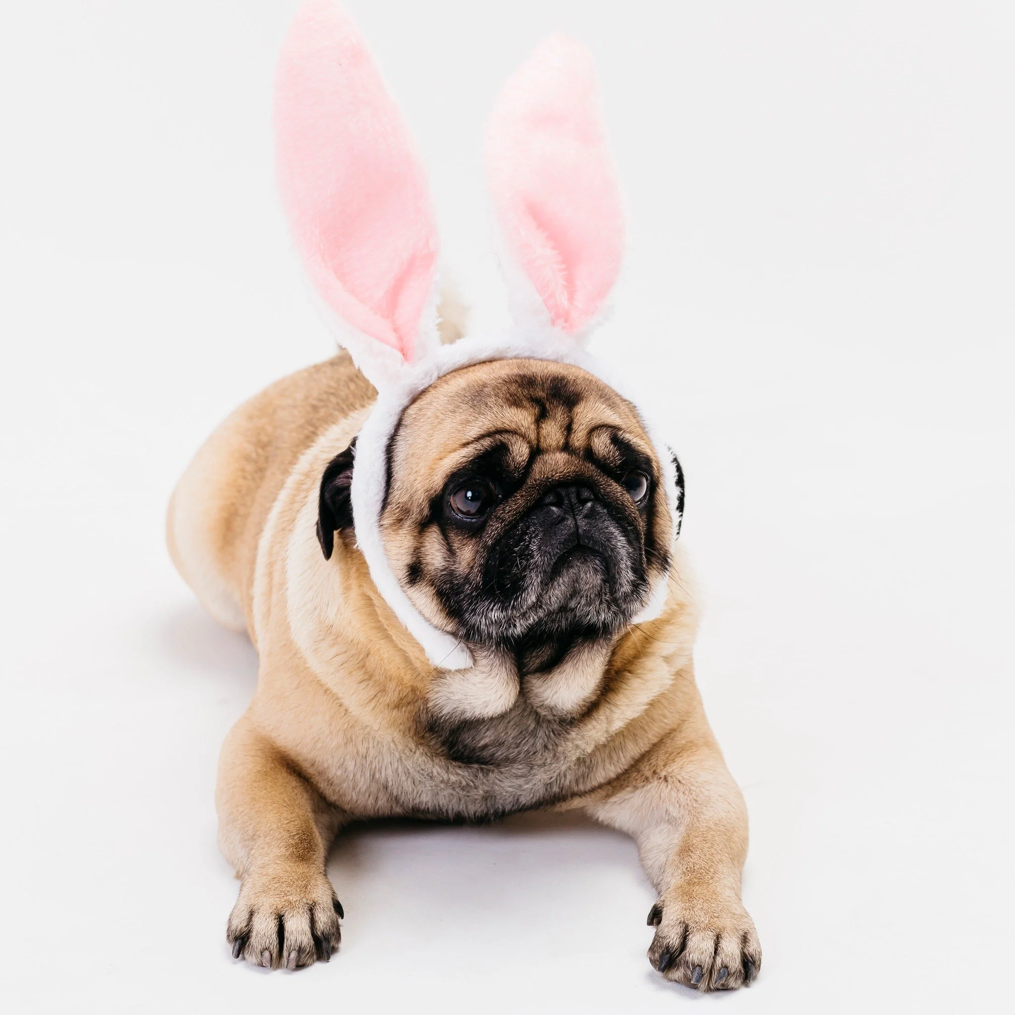 CLOSED EASTER DAY! 🍑🐾

We will be closed this Sunday April 5, to celebrate the Easter holiday.  Come see us any other time! 

In addition to the best DIY Dog Wash experience available, we&rsquo;ve got:
 🦴 Bone &amp; Treat Bars
 🐕 Stylish Leashes 